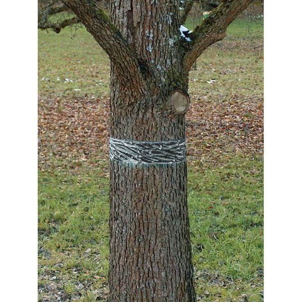 SWISSINNO SOLUTION Bande collante Anti chenilles et Fourmis - 5 m