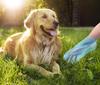 19086 BAGS FOR DOG WASTE BAGS BAGS 45 pcs