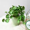 Artificial Plant Mini Bouquet Copper Coin Grass Soft Glue Fake Green Plants Wall Hanging For Home Office Garden Decoration