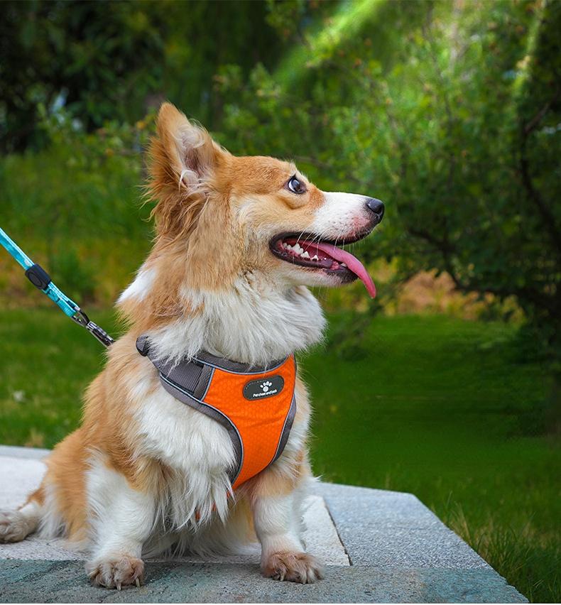 ASTRO orange training harness for walking dogs, size