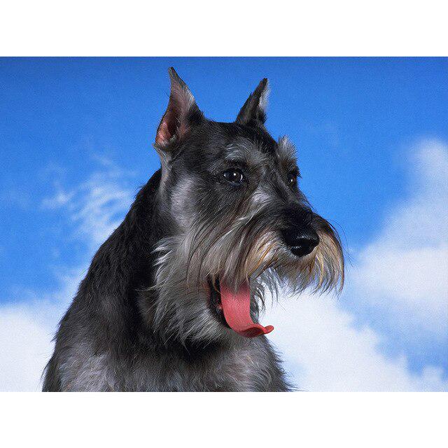 DIY 5D Алмазная картина Собака Вышивка крестиком Алмазная вышивка Продажа Животное Мозаика Стразы Фотографии