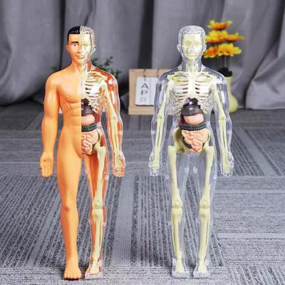 Человеческие органы модель структура Скелет 3D скелет внутренние органы съемный собранный медицинская анатомия трехмерный