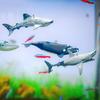 Mini Shark Simulated Floating Whales Aquarium Ornaments Realistic Floating Cartoon Figurines Odorless Fish Tank Decoration Vibrant Colors Miniature