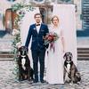 Dog tuxedo, dog suit, dog wedding bandana, necktie, adjustable  tuxedo