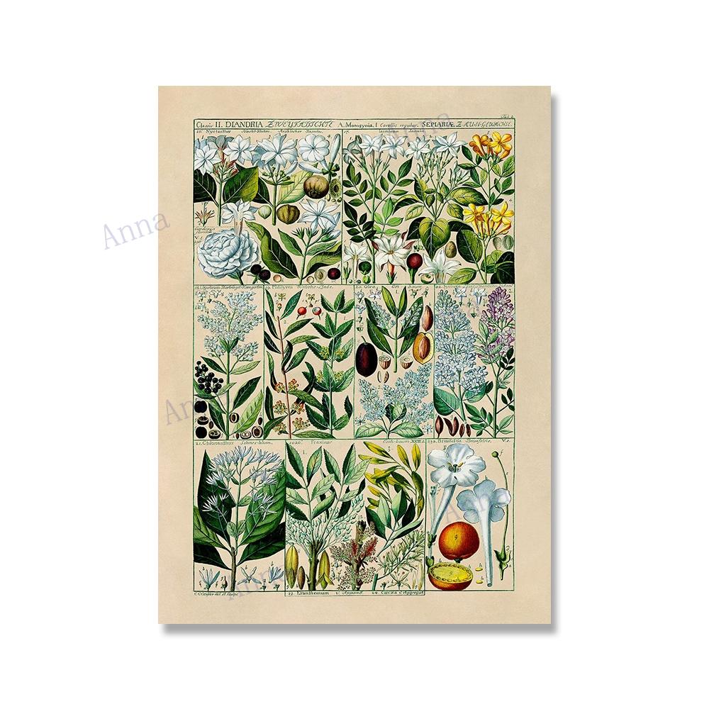 Adolphe Millot Encyclopedia Poster Fruit Botanical Mushrooms Herbs Flowers Canvas Paintings Print Vintage Wall Art Room Decor
