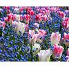 Diamond Painting Free Cross Stitch Kit Mosaic Embroidery Cross Stitch Tulips Picture Home Decor Gift