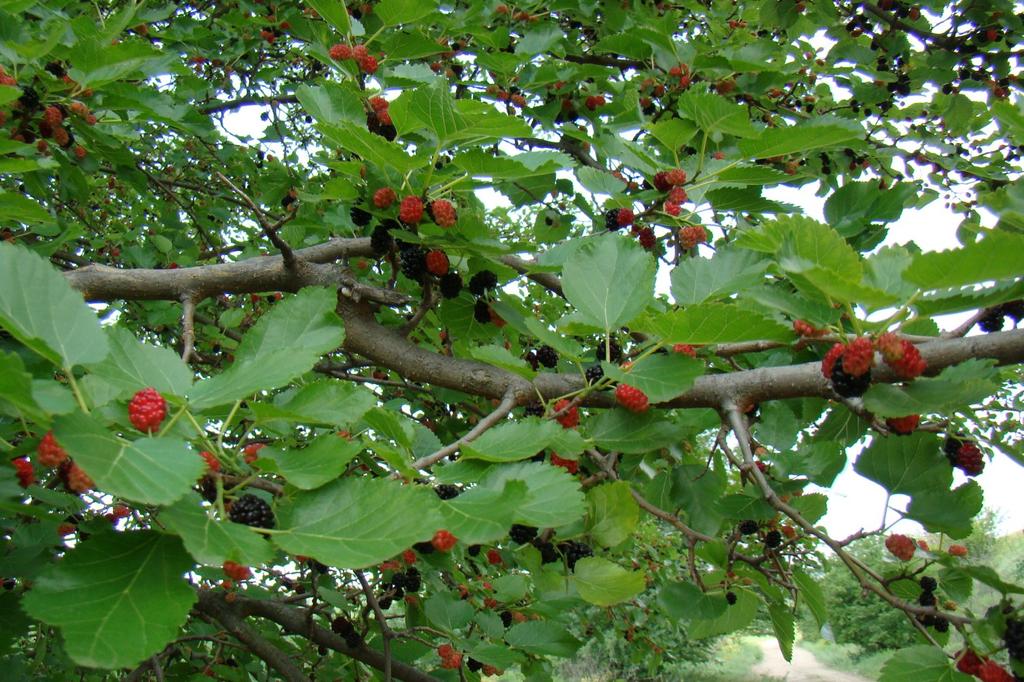 SAFLAX Подарочный набор - Черная шелковица - 200 семян - С подарочной коробкой, карточкой, этикеткой и субстратом для горшков - Morus nigra