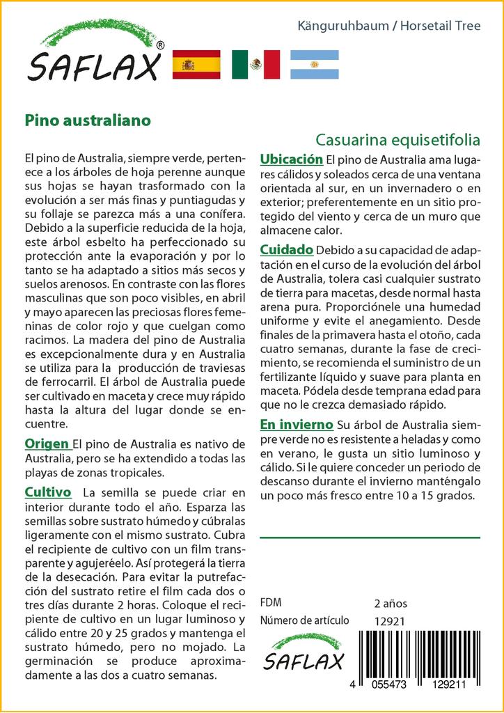 SAFLAX Хвощ полевой - 200 семян - Casuarina equisetifolia