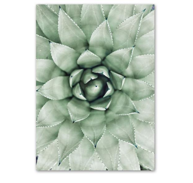 Зеленое растение Агава Кактус Абстрактная геометрия Линия Настенная живопись Печать на холсте Картина в скандинавском стиле Настенный плакат для украшения гостиной