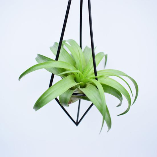 1 комплект держателя для воздушного растения, геометрическая форма, эстетическая структура, 3D-визуальный эффект, простота установки, широкая установка