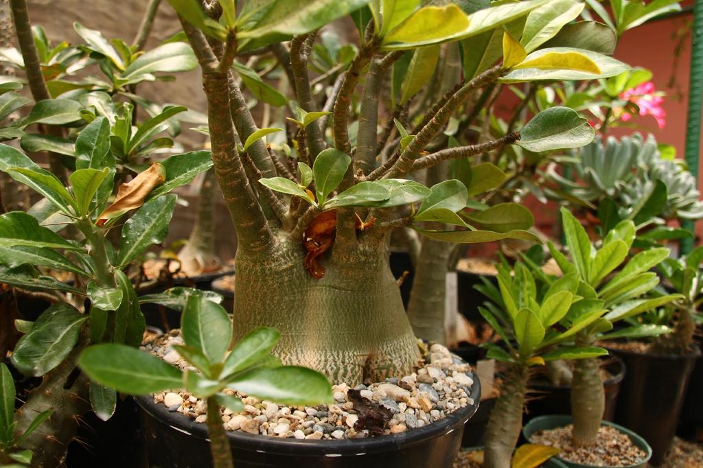 SAFLAX Garden in the Bag - Роза пустыни - 8 семян - С субстратом в подходящем пакете - Adenium obesum