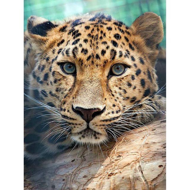Diamond 5d Diamond Painting Diy Embroidery Cheetah Beast Animal Picture Mosaic Painting Kit Diamond Embroidery Home Decoration