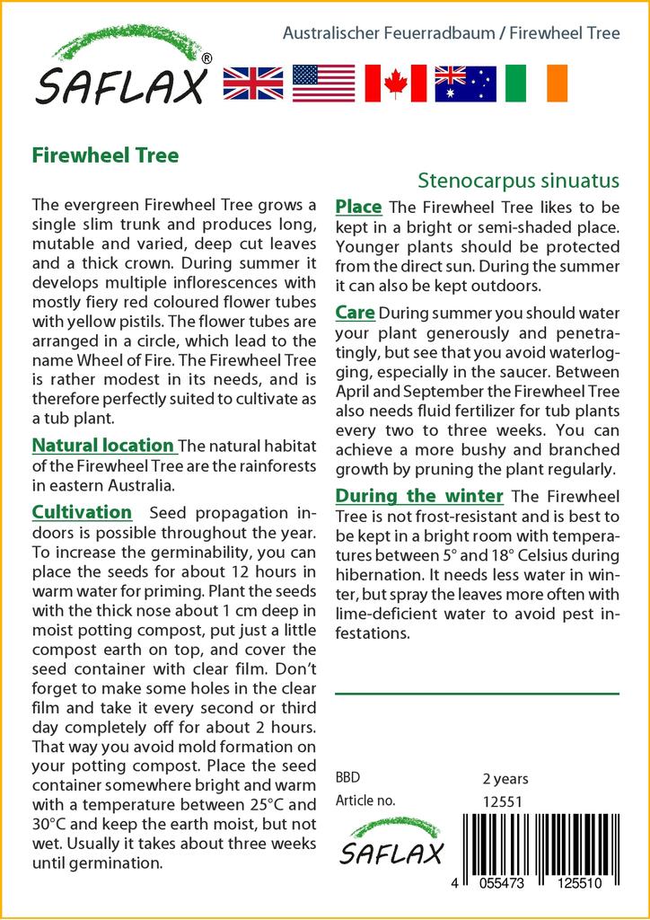 SAFLAX Дерево Firewheel Tree - 20 семян - С горшечным субстратом для лучшего выращивания - Stenocarpus sinuatus