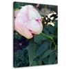 Canvas Print Peony Pink Flower