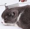 Чистка и купание домашних животных Шерсть Зубы Мордочка Глаза Игла Гребень от блох для кошек и собак для ухода
