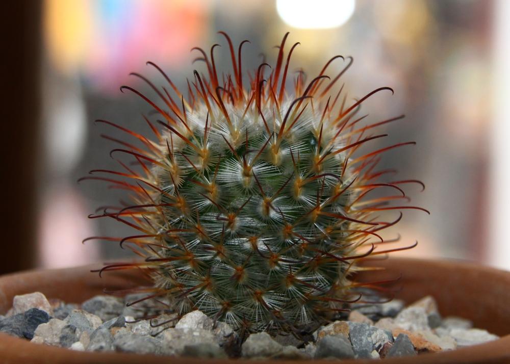 SAFLAX Garden in the Bag - Mammillaire Mix - 40 семян - С субстратом в подходящем стоячем пакете - Mammilaria Mix