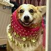 Dog Belly Dance Costume Corgi Dog Waist Chain Butt Curtain Clothes with Sequin Sexy Puppy Shaking Hip Scarf Dress Up Skirt