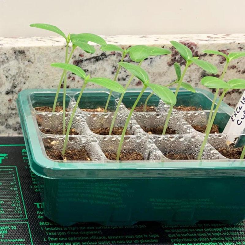 12Holes Portable Seedling Box Plastic Seed Germination Transparent Flowerpot Home Indoor Gardening Plant Cultivation Accessories