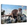 Canvas Print Otter Cat Water Animal