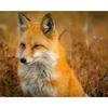 Алмазная картина, бесплатные наборы для вышивки крестом, мозаика, вышивка крестом, лиса, картина, домашний декор, подарок