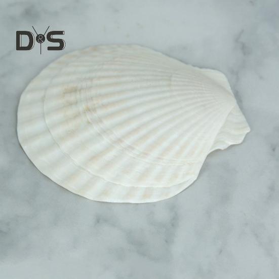 10Pcs Natural Scallop Shells DIY Crafts Theme Party Decor Bright White Seashells Jewelry Christmas Decoration