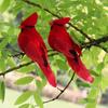 2pcs/set Red Foam Feather Bird Artificial Imitation Cardinal Birds Model Home Garden Plant Wedding Decoration Ornaments DIY Party