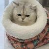 Теплый спальный мешок для кошек, пушистый, утолщенный, зимний, карманный, одеяло для питомцев, мягкая, удобная кровать для котят, щенков, товары для животных