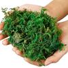 800G Dry Real Green Moss Decorative Plants Vase Artificial Turf Silk Flower Accessories For Flowerpot Decoration