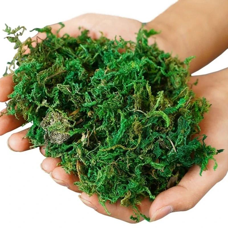 800G Dry Real Green Moss Decorative Plants Vase Artificial Turf Silk Flower Accessories For Flowerpot Decoration