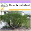 Pigmy Date Palm - 25 Seeds - Phoenix Roebelenii