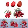 Artificial Reddates Realistic Jujube Ornament Simulated Dried Nut Model for Crafts and Photography Office Decorations