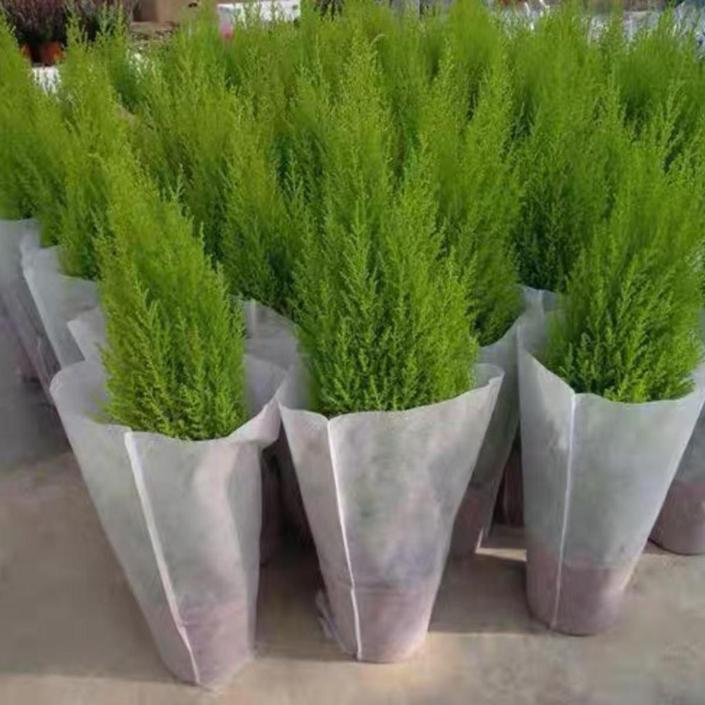 Fragrant Evergreen Pine Desktop Potted Plant - Year-Round Office Decoration, Christmas Ornament, Easy-Care Green Seedling