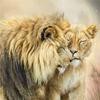 Diamond Painting New Animal Lion Pictures Of Rhinestones Diamond Embroidery Mosaic Cross Stitch Decortion
