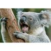 5D DIY алмазная живопись животное Коала горный хрусталь художественная картина полная круглая Алмазная вышивка подарок мозаика комплект для украшения дома