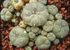 SAFLAX Пейот - 20 семян - Lophophora williamsii