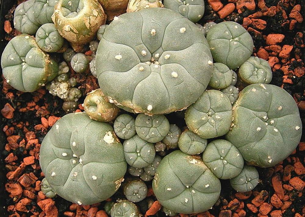 SAFLAX Пейот - 20 семян - Lophophora williamsii