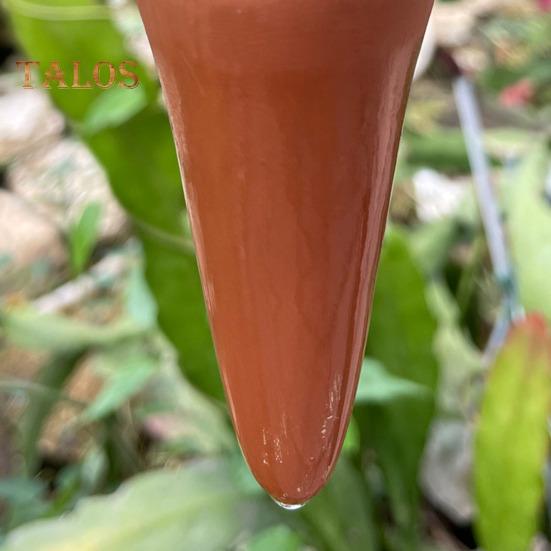 4 шт. шипов для полива в форме кактуса, терракотовые глиняные колышки для растений с самополивом, шипы для полива с медленным высвобождением для комнатных и уличных растений