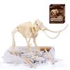 NEW 6 Optional DIY Simulation Archaeological Excavation of Dinosaur Skeleton Fossil Model Educational Toys Gift for Children