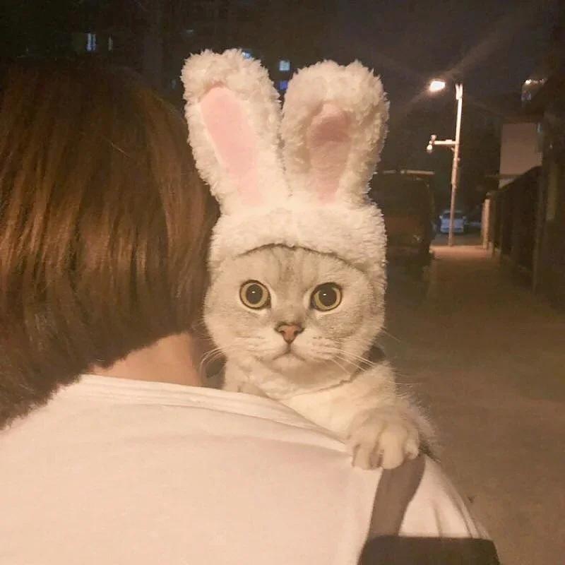 Cat Accessories Hood Cute Rabbit Costume Hat Cat Headdress Show Props Funny Pet Hat Rabbit Ears