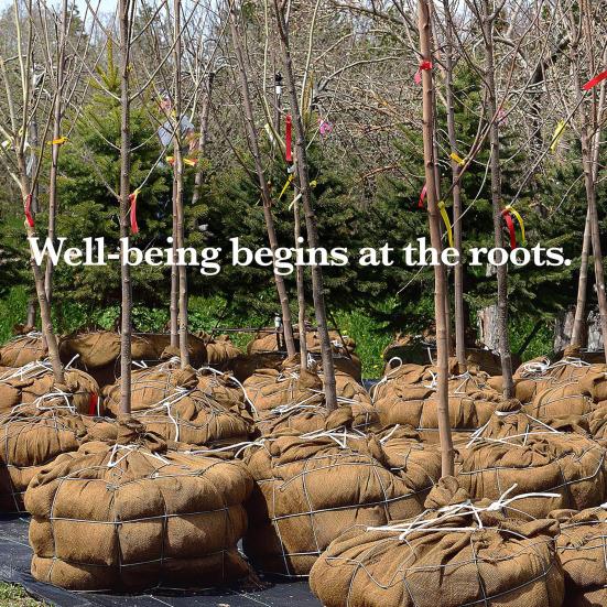 Рулон мешковины Натуральная джутовая ткань для обертывания зимнего дерева Защита растений от заморозков Сделай сам