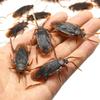 Fake Roaches Toys Set, Realistic Fake Cockroaches Great Way To Play a Prank, Faux Cockroaches for Halloween Prank Toy, Kids Trick Joke Toys Adult
