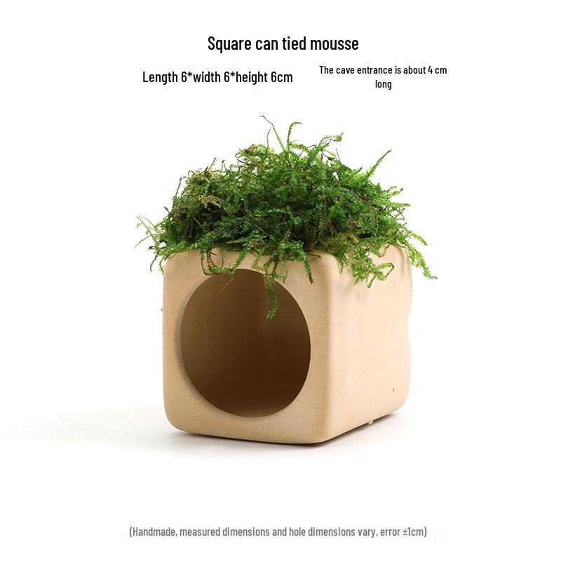 Aquatic Plant Moss Hideaway: Real Plant Jar for Fish & Shrimp
