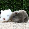 Funny Hamster Simulation 18cm Plush Plush Animal Stuffed Doll Toy Home Sofa