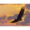 5D алмазная живопись, вышивка крестом, сделай сам, Алмазная мозаика, Летающий Орел, Алмазная вышивка, изображения животных из страз, подарок ручной работы