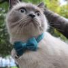 Velvet Cat Collar Bowknot Adjustable Safety Buckle Gatos Bow Tie Cat Accessories Collar for Cats with Bell Solid Color