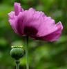 100 Sleepy Poppy Seeds - Papaver Somniferum - Reproducible Peasant Seeds - SemiWild