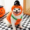 Одежда для собак Одежда на Хэллоуин Костюмы Наряды Костюм для питомца Щенок Чихуахуа Собаки Костюм Аксессуары Товары Главная