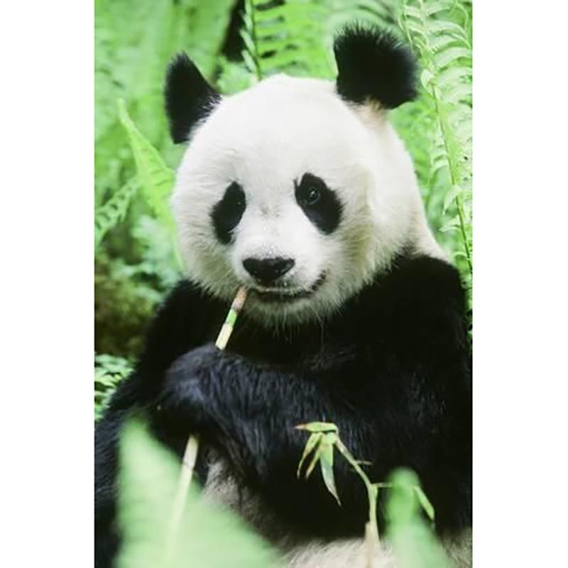 DIY 5D Алмазная вышивка Панда Алмазная картина Вышивка крестом Полный круглый дрель Горный хрусталь Подарок Настенное искусство Домашний декор