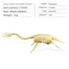 Fossil Dinosaur Skeleton Model With Plastic Material For Kids Decor Educational