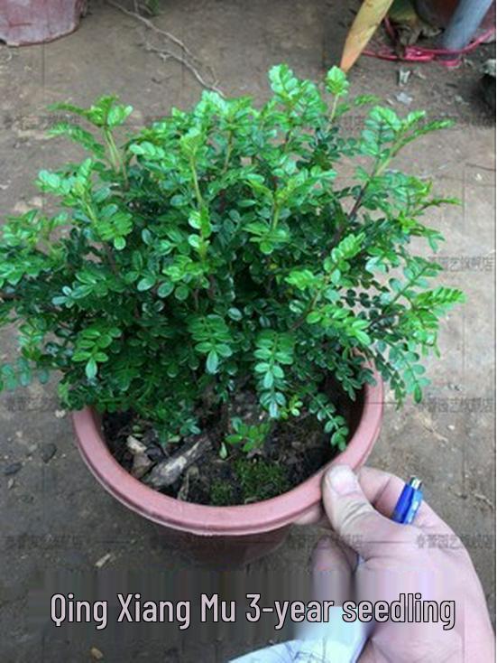Fragrant Woodland Leaves Small Potted Bonsai for Office Desktop - Free Shipping